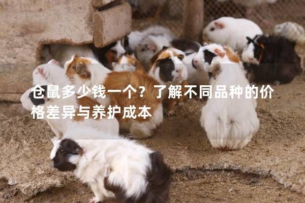 仓鼠多少钱一个？了解不同品种的价格差异与养护成本