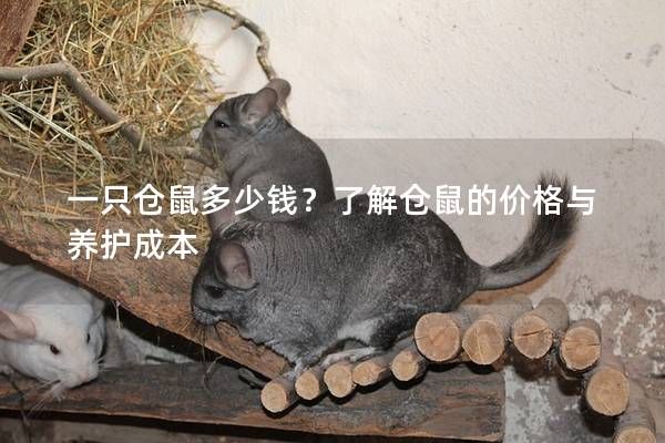 一只仓鼠多少钱？了解仓鼠的价格与养护成本