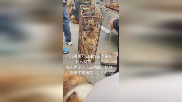麦子熟了它也老了，它把主人当亲人，却被送上了狗肉车！