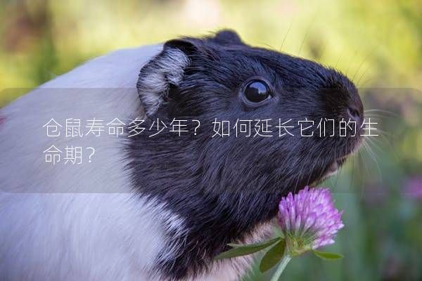 仓鼠寿命多少年？如何延长它们的生命期？