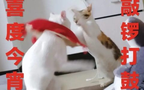 铲屎官福利来袭！广州公交喵车开通，春运猫咪带回家！