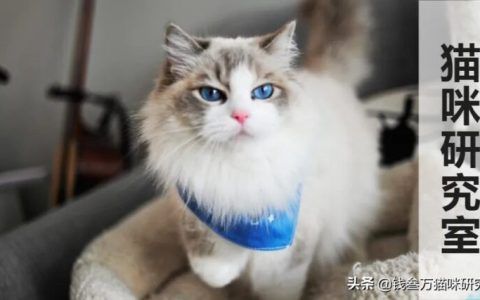 活体猫一般怎么运输（宠物猫托运方法及注意事项）