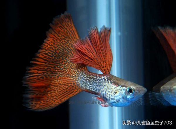 为什么我买的鱼 (孔雀鱼）都很贵啊？