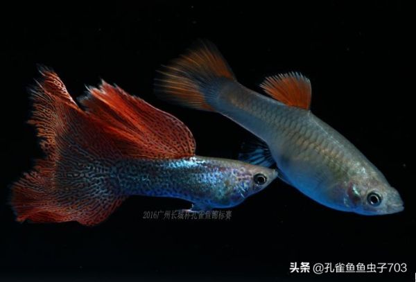 为什么我买的鱼 (孔雀鱼）都很贵啊？