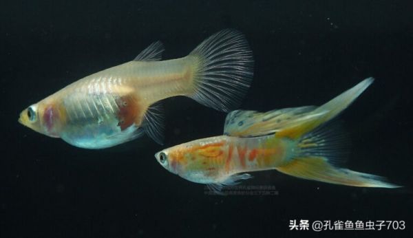 为什么我买的鱼 (孔雀鱼）都很贵啊？