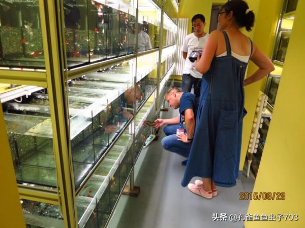 为什么我买的鱼 (孔雀鱼）都很贵啊？