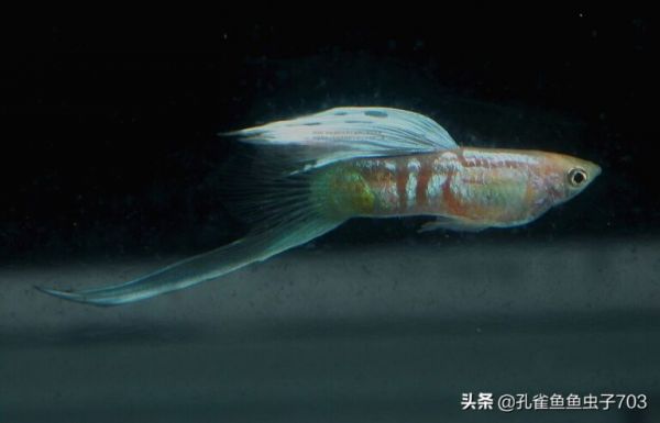 为什么我买的鱼 (孔雀鱼）都很贵啊？