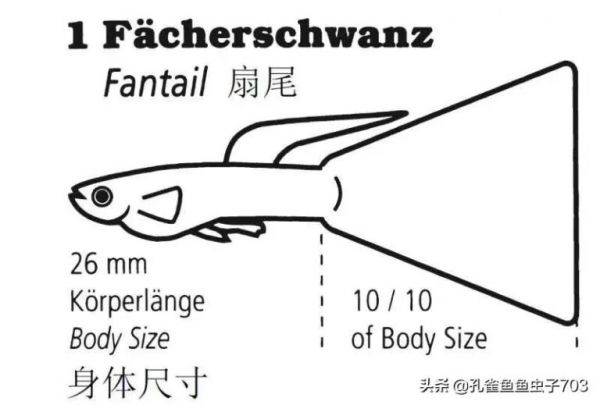 为什么我买的鱼 (孔雀鱼）都很贵啊？