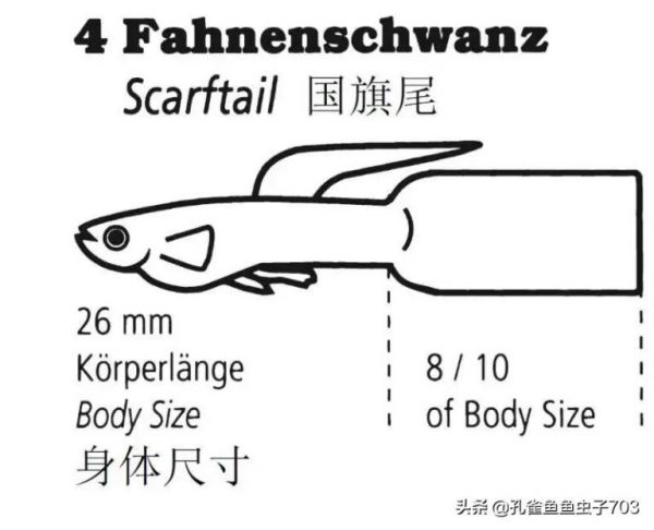 为什么我买的鱼 (孔雀鱼）都很贵啊？