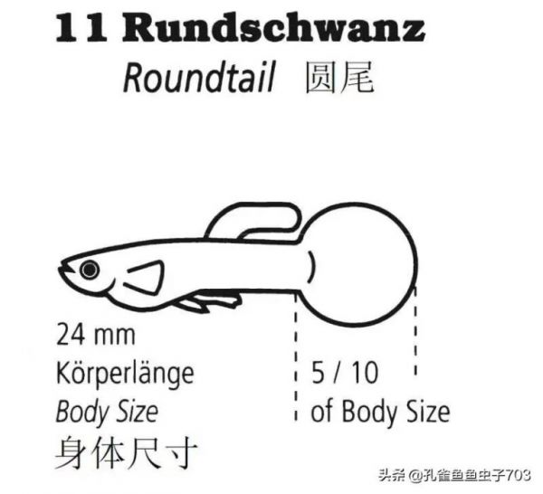 为什么我买的鱼 (孔雀鱼）都很贵啊？