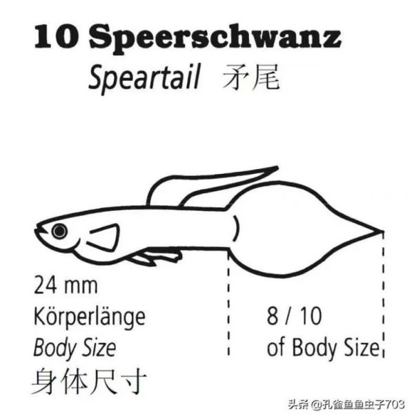 为什么我买的鱼 (孔雀鱼）都很贵啊？
