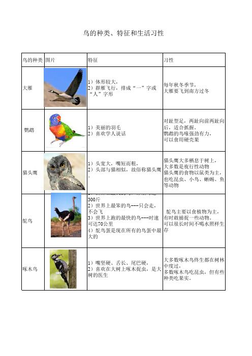 鸟的种类和特征