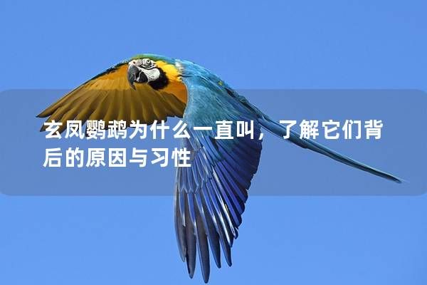 玄凤鹦鹉为什么一直叫，了解它们背后的原因与习性