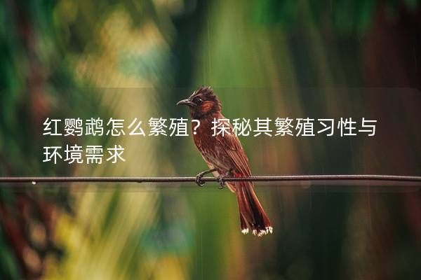 红鹦鹉怎么繁殖？探秘其繁殖习性与环境需求