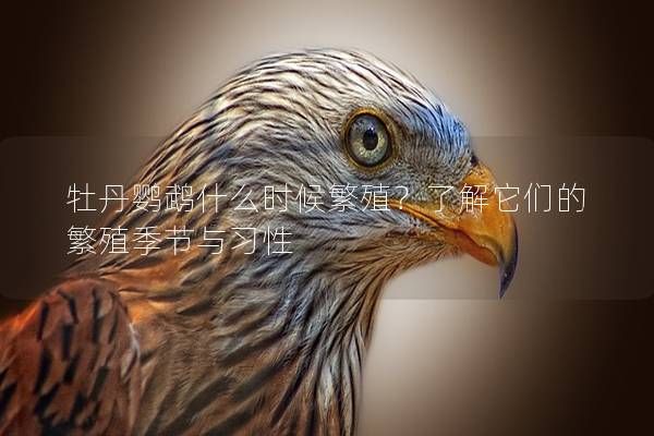 牡丹鹦鹉什么时候繁殖？了解它们的繁殖季节与习性