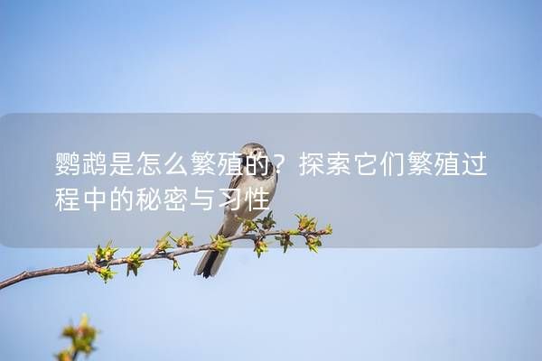 鹦鹉是怎么繁殖的？探索它们繁殖过程中的秘密与习性