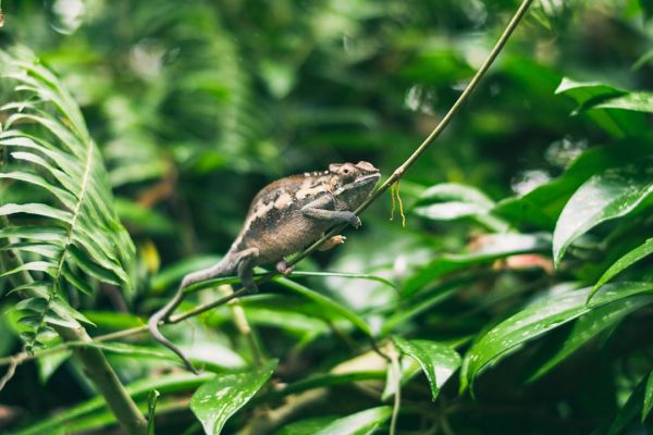 13.侏儒叶变色龙（图片来源：unsplash）