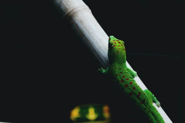 12. 矮壁虎（图片来源：unsplash）