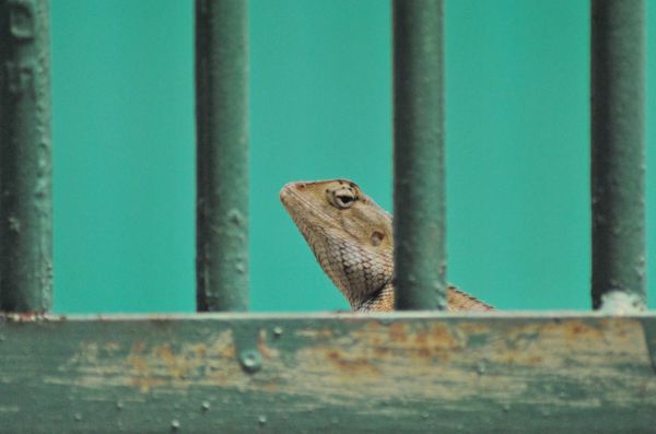 10.电蓝日壁虎（图片来源：unsplash）
