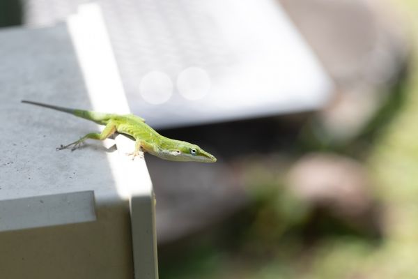 6. 绿变色蜥（图片来源：unsplash）