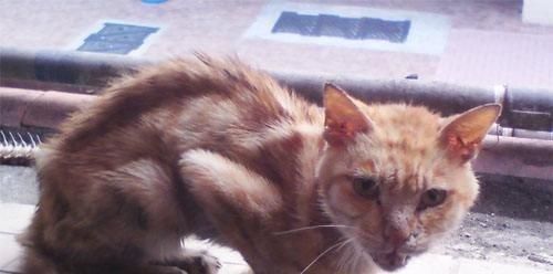 猫咪多大可以驱虫（如何预防和治疗猫咪感染虫害）