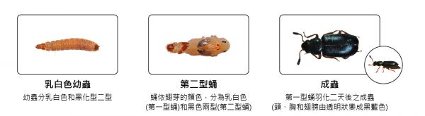 赤足郭公虫成虫