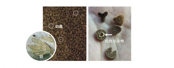 赤足郭公虫外型特征