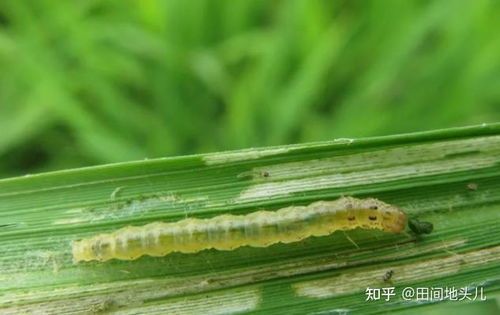 “水稻虫害防，多肉虫害除，宠物养护秘籍，速来学！”