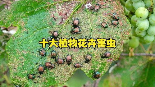 宠物虫害困扰？种类预防全攻略！