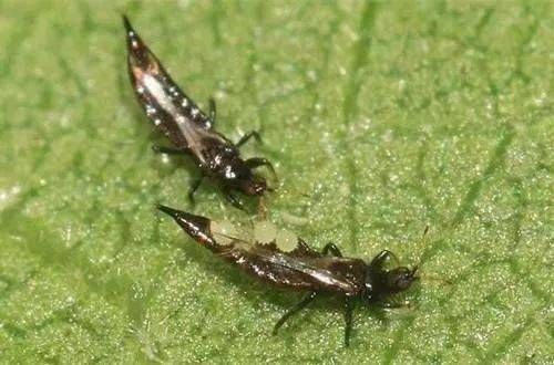 宠物狗常见虫害及防治攻略