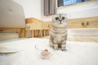 宠物虫害困扰？专业除虫，守护萌宠健康！