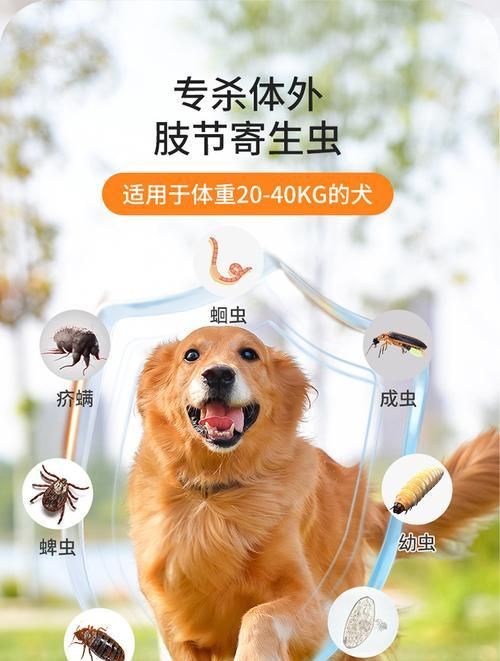选择合适的驱虫药为宠物狗清除体内外虫害（外用驱虫药和内服驱虫药对比及推荐）