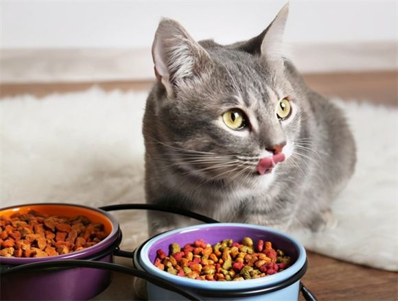 猫粮粗蛋白质多少合适？猫粮蛋白质含量大揭秘