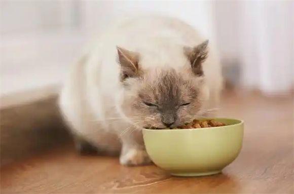 猫粮粗蛋白质多少合适？猫粮蛋白质含量大揭秘