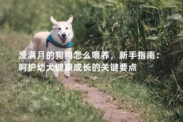 没满月的狗狗怎么喂养，新手指南：呵护幼犬健康成长的关键要点