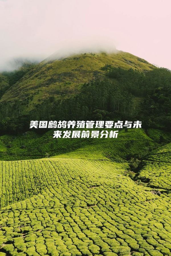 美国鹧鸪养殖管理要点与未来发展前景分析