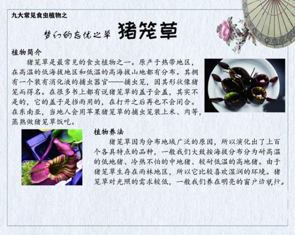 哪里能买到猪笼草？购买前必看的猪笼草资料！
