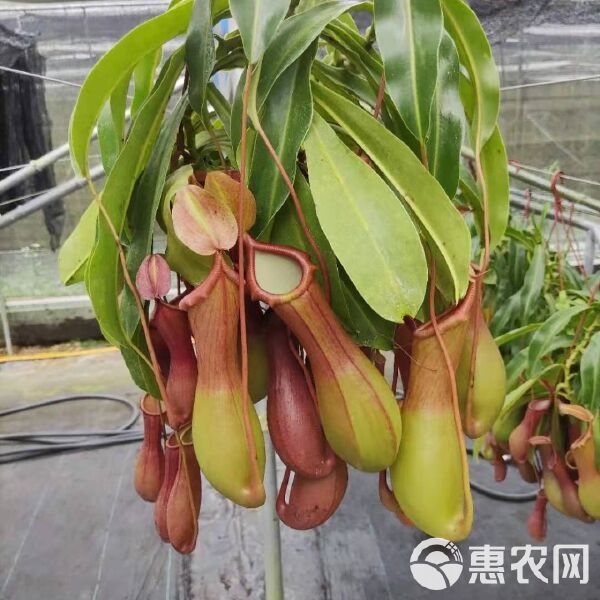 猪笼草盆栽