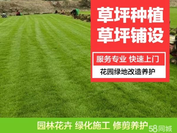 基地直销草坪草皮,草坪铺设,园林绿化养护,绿地改造,马尼拉,四季青