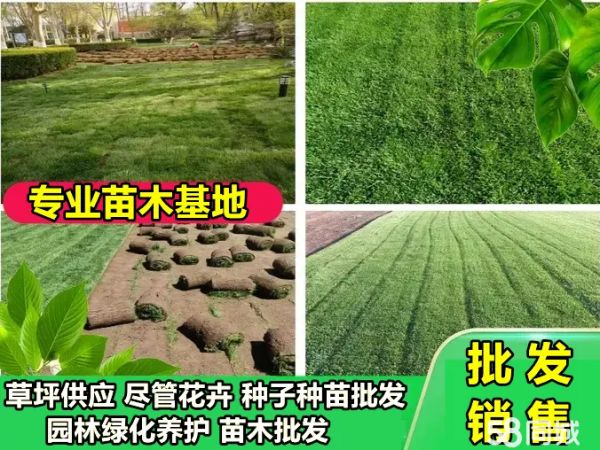 武汉基地精品草坪果岭草四季青混播草黑麦草百慕大马尼拉送货园林绿化养护