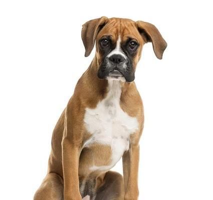 以拳师犬饮食为主（宠物的健康需求与饮食调理）