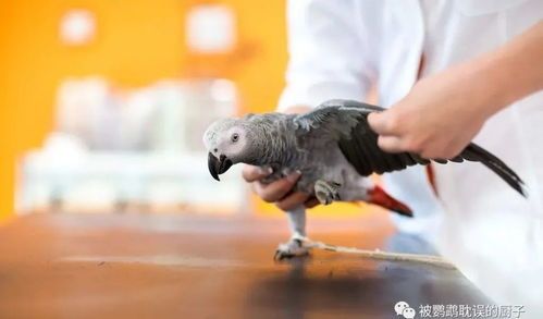 宠物鹦鹉沙门氏菌病怎么治疗？