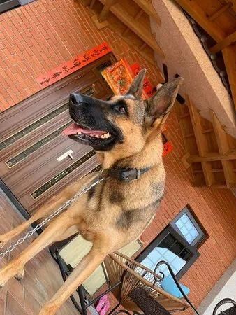 惹到不该惹的，狼犬小V脸惨变包子脸，铲屎官吓坏了...
