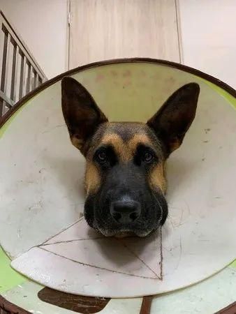 惹到不该惹的，狼犬小V脸惨变包子脸，铲屎官吓坏了...