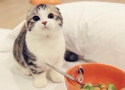 猫咪主食外，健康辅食选鱼肉。