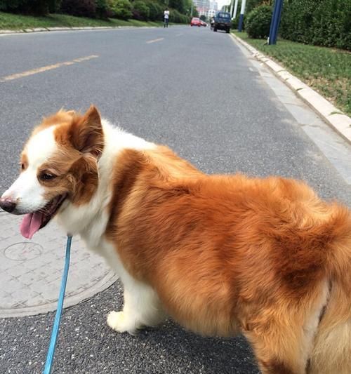 边境牧羊犬的黄金配比饮食表（了解边境牧羊犬的饮食需求，给它们提供最佳营养）