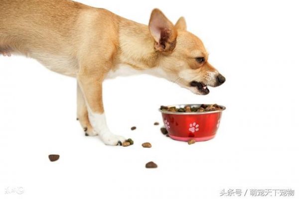 犬食物合理营养配比及不能吃的食物！