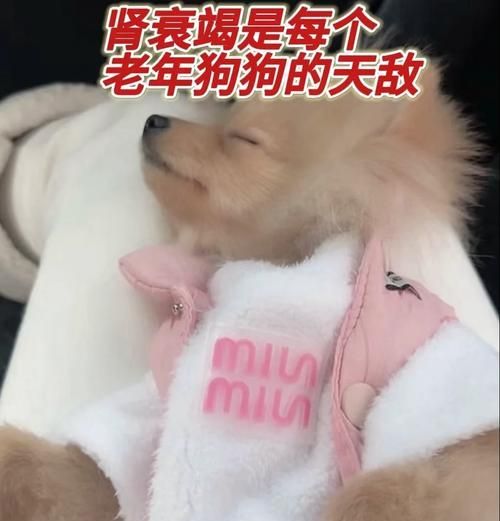 狗肾衰好后的饮食建议（恢复健康的关键是科学饮食，让狗宝宝重焕活力）
