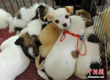 萌宠小猫，萌态可掬
