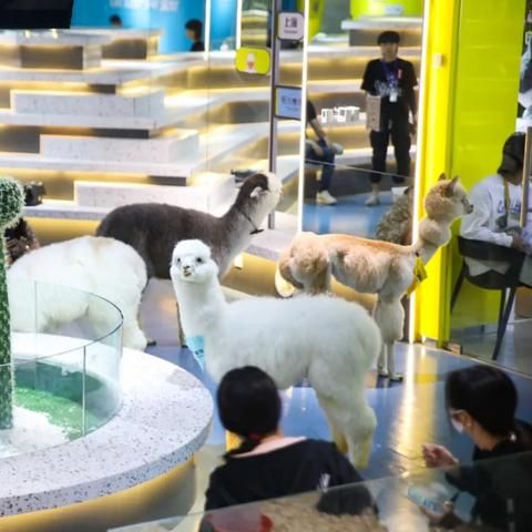 萌宠乐园小狗大集合，可爱狗狗图片大全及互动问答